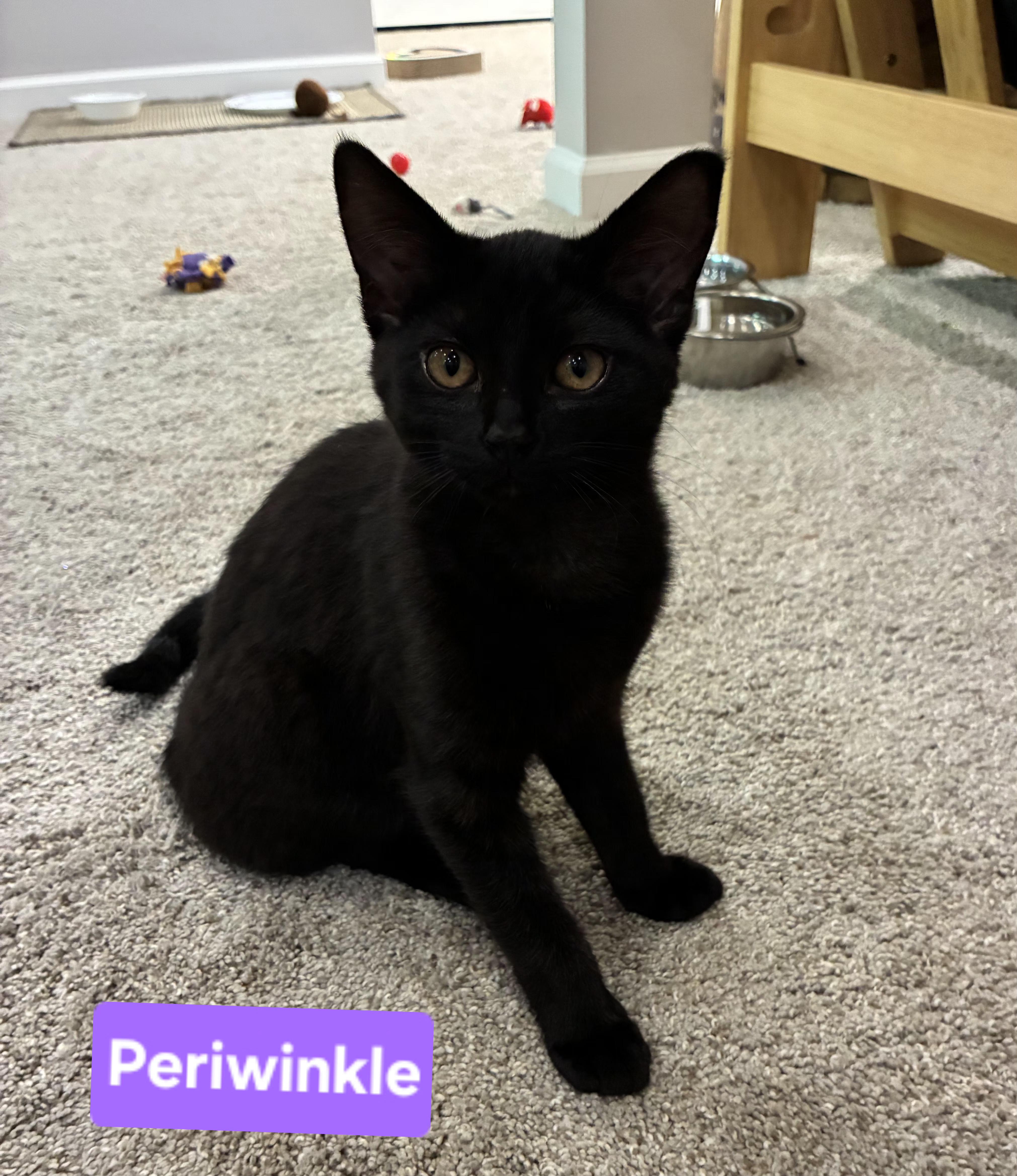 Periwinkle (siblings are Iris and Fern), a ADOPTABLE Domestic Short Hair in Brighton, MI image 5/6