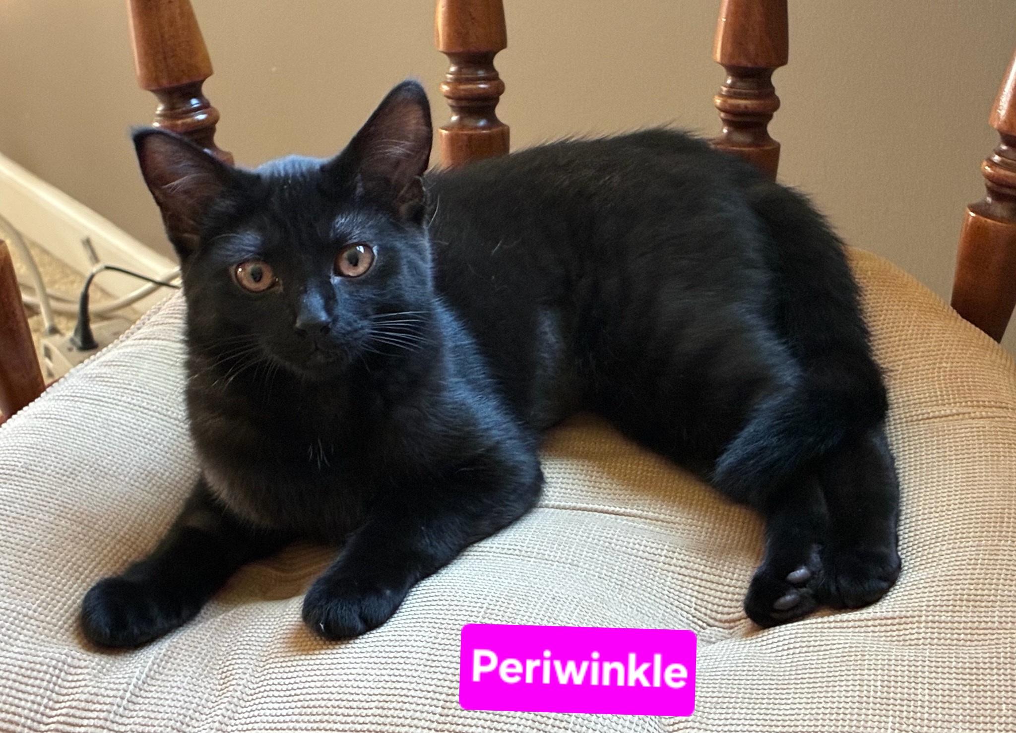 Periwinkle (siblings are Iris and Fern), a ADOPTABLE Domestic Short Hair in Brighton, MI image 1/6