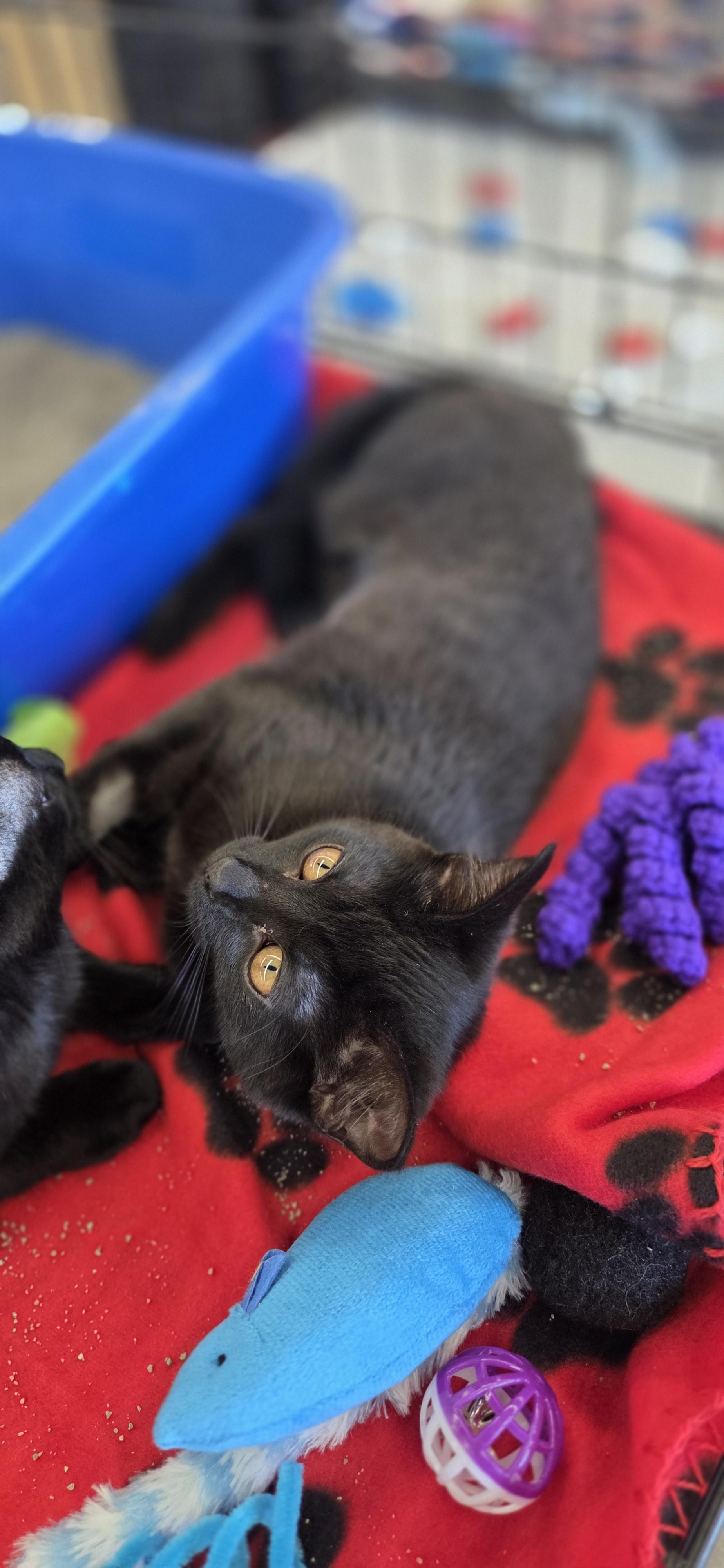 Periwinkle (siblings are Iris and Fern), a ADOPTABLE Domestic Short Hair in Brighton, MI image 6/6