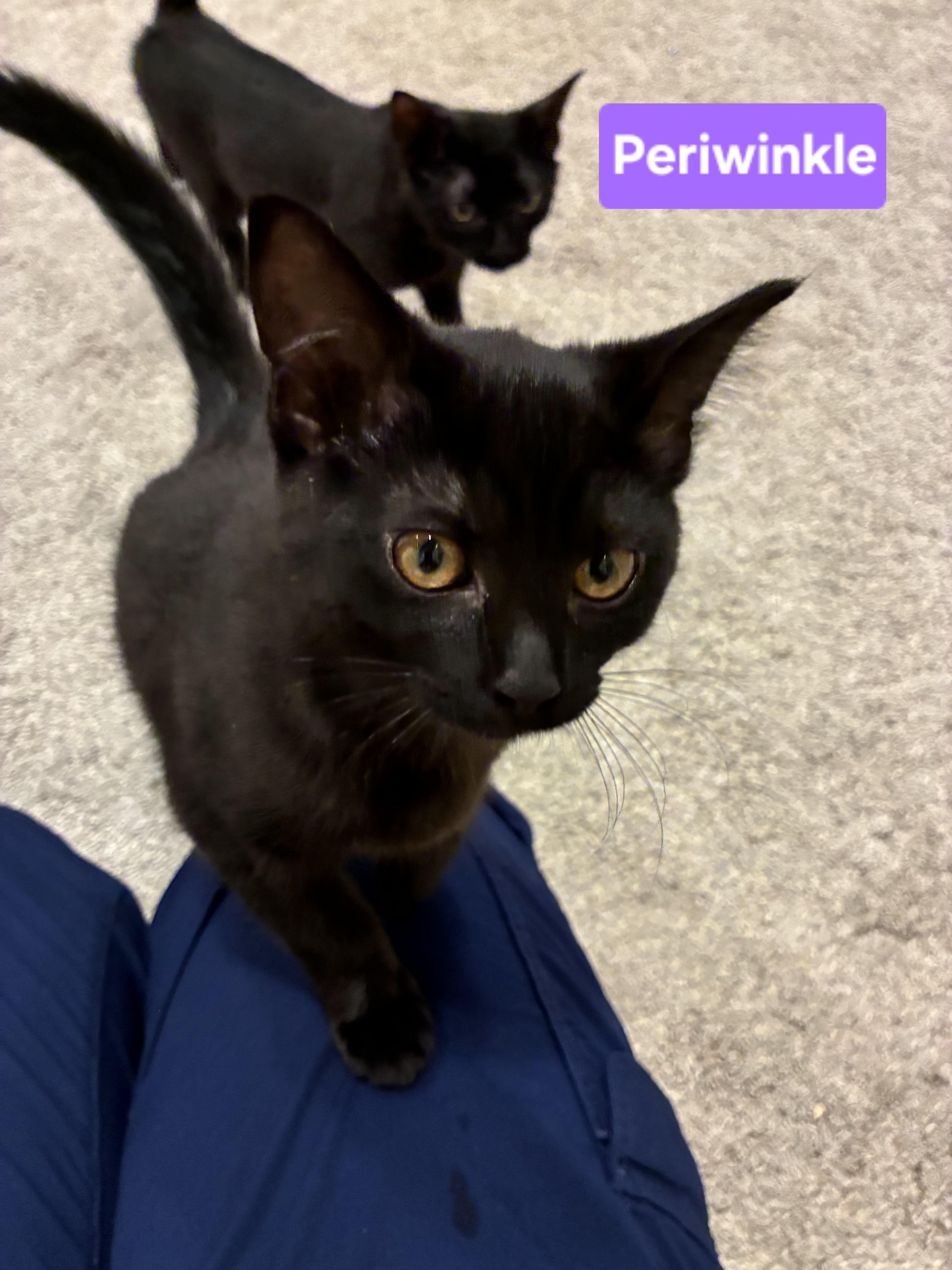 Periwinkle (siblings are Iris and Fern), a ADOPTABLE Domestic Short Hair in Brighton, MI image 4/6