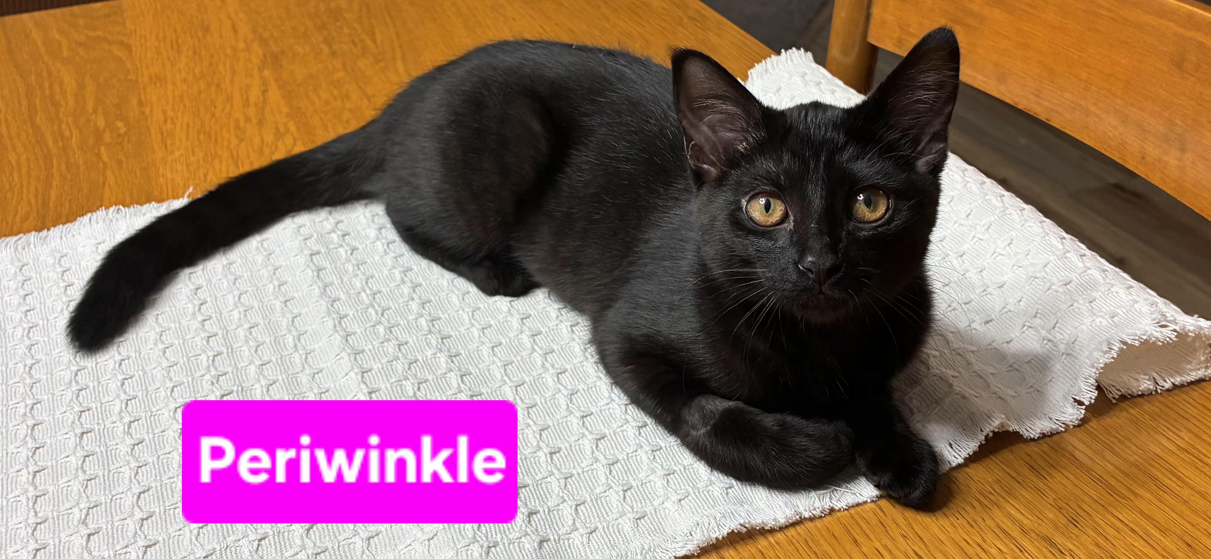 Periwinkle (siblings are Iris and Fern), a ADOPTABLE Domestic Short Hair in Brighton, MI image 2/6