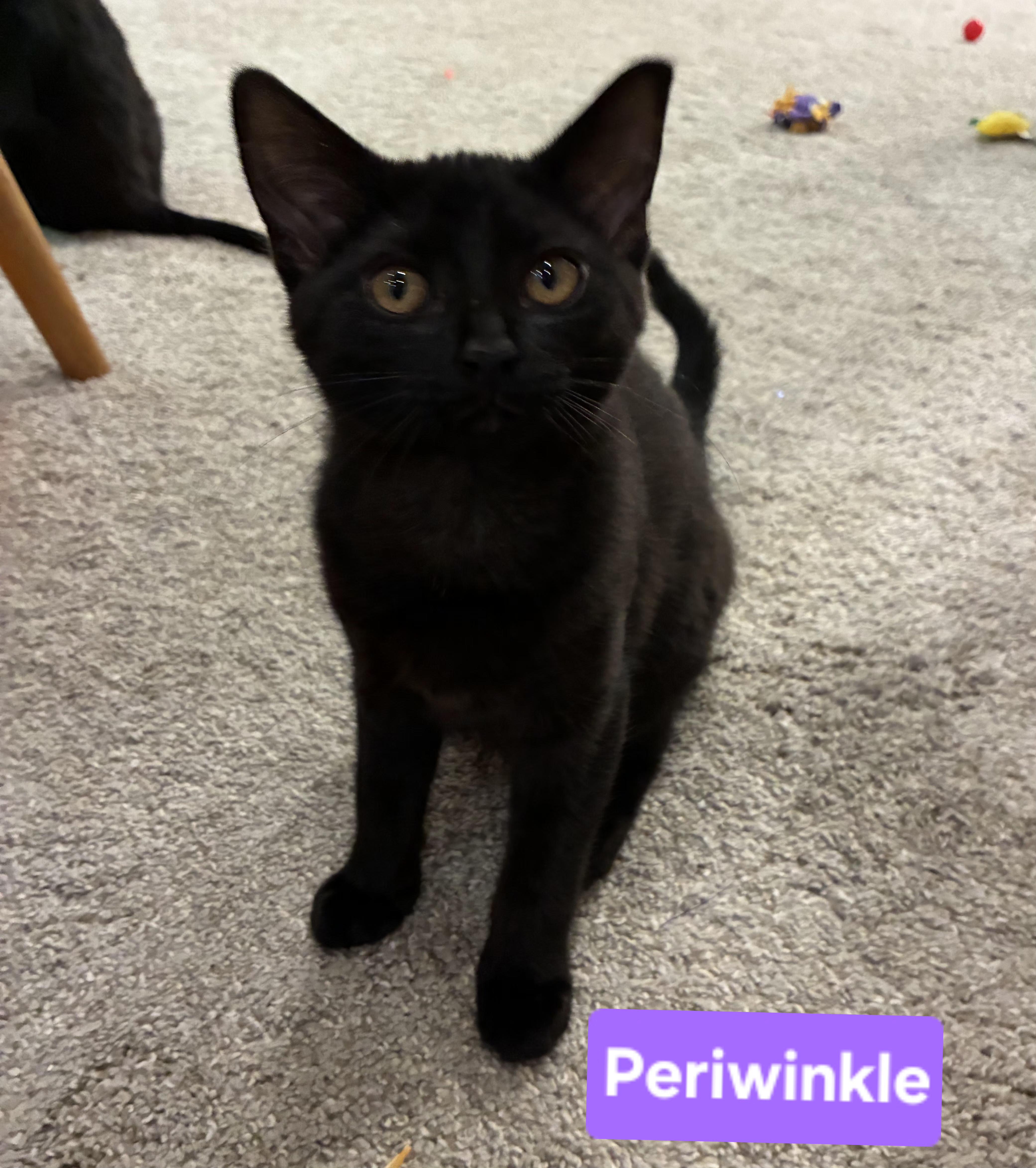 Periwinkle (siblings are Iris and Fern), a ADOPTABLE Domestic Short Hair in Brighton, MI image 3/6
