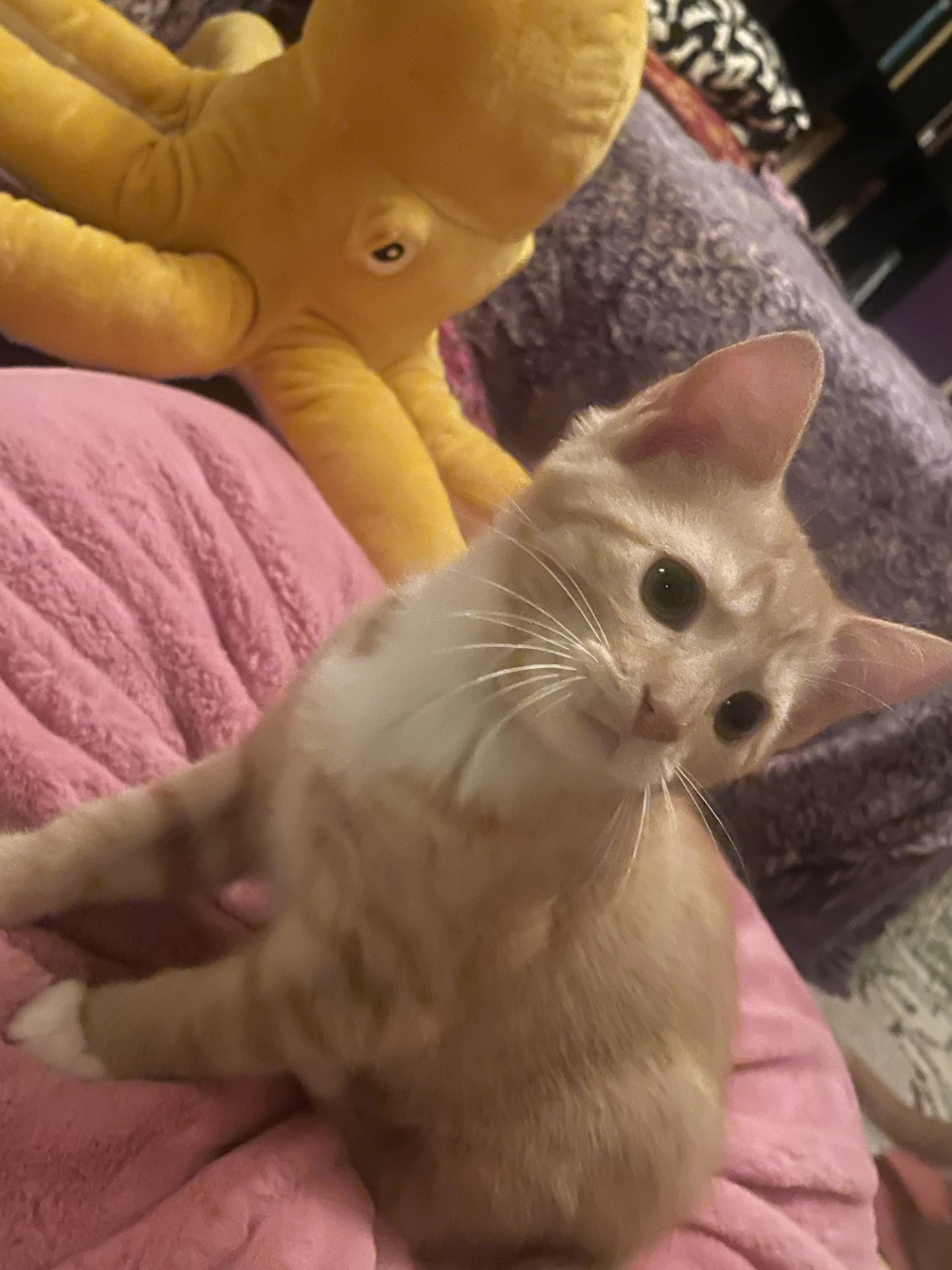 Gustav, a Adopted Domestic Short Hair in Cincinnati, OH image 3/5