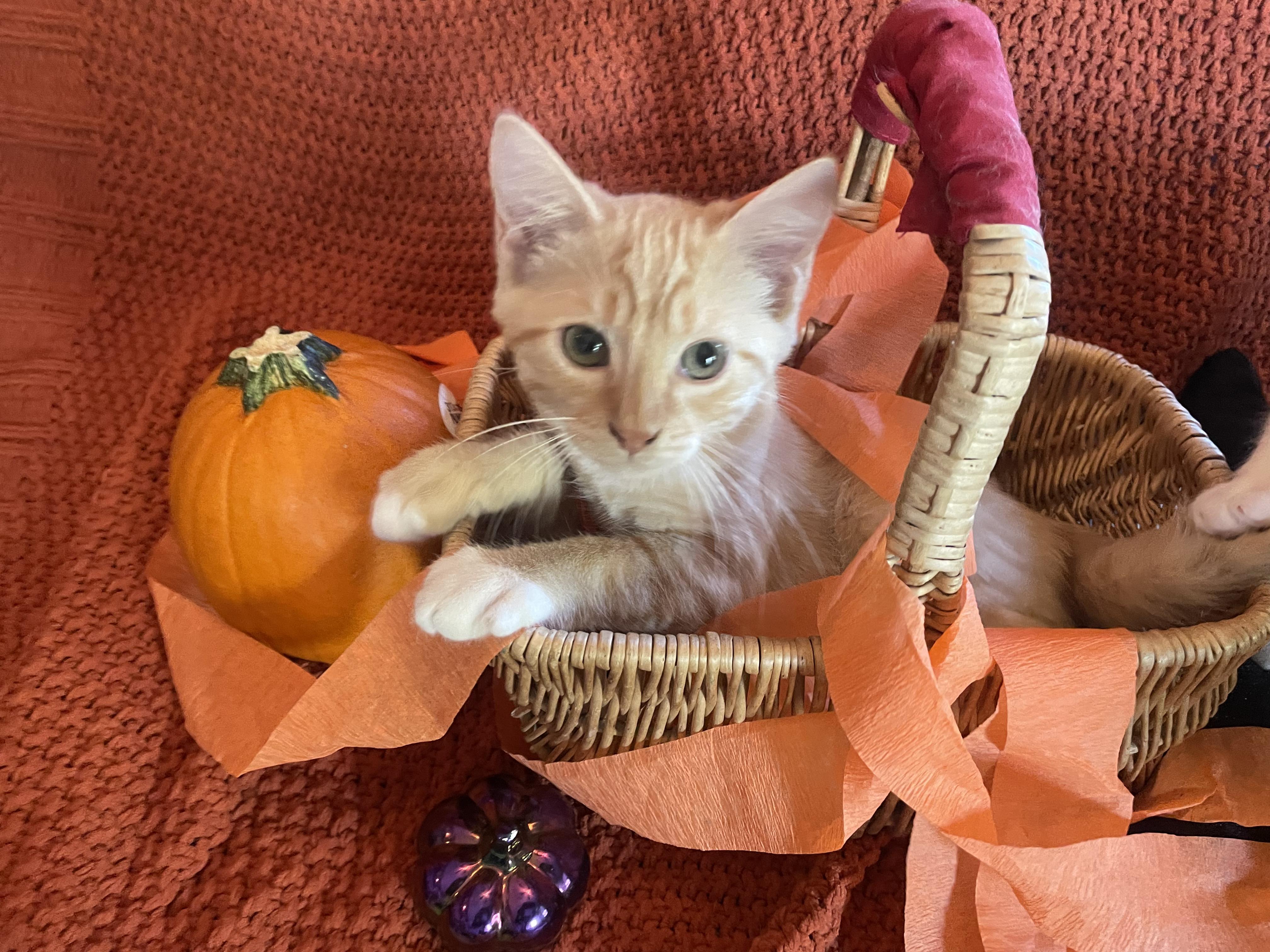 Gustav, a Adopted Domestic Short Hair in Cincinnati, OH image 5/5