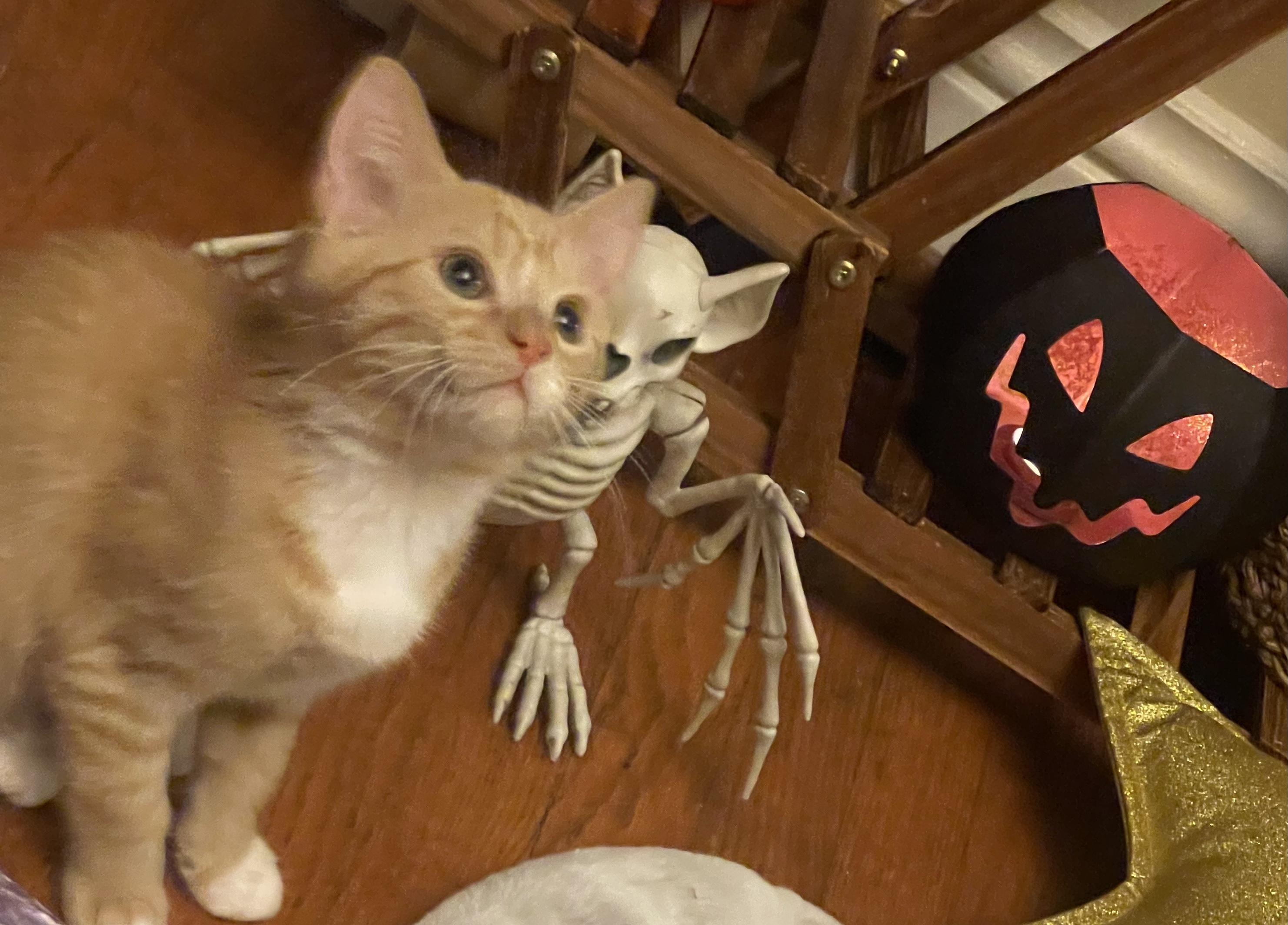 Gustav, a Adopted Domestic Short Hair in Cincinnati, OH image 4/5