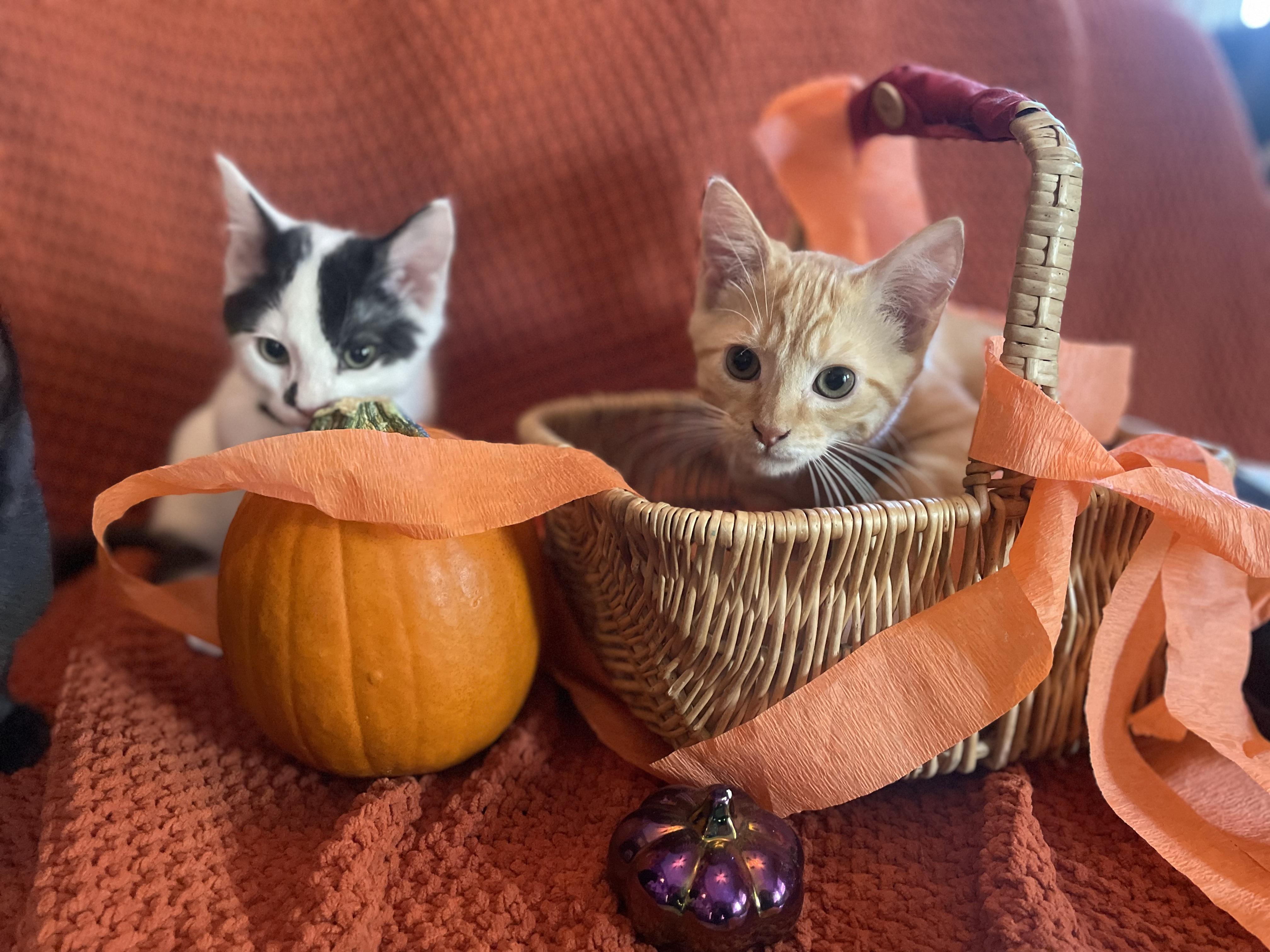 Gustav, Adopted, Kitten Male Domestic Short Hair.