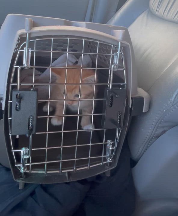 Enlarge Gustav, a Adopted Domestic Short Hair in Cincinnati, OH video 2/5