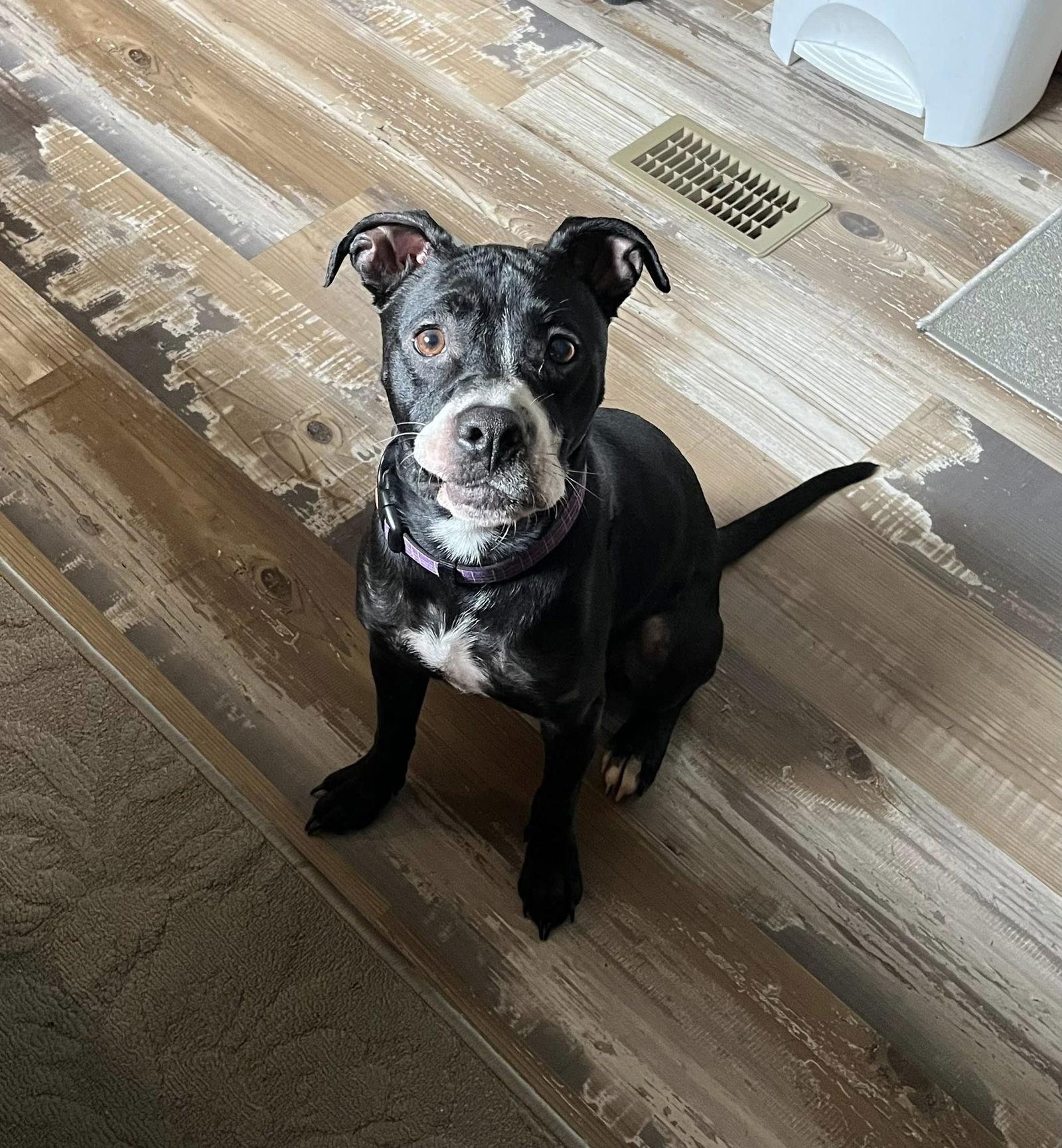 Enlarge Ruby, a Adoptable Pit Bull Terrier in Union Beach, NJ image 1/1
