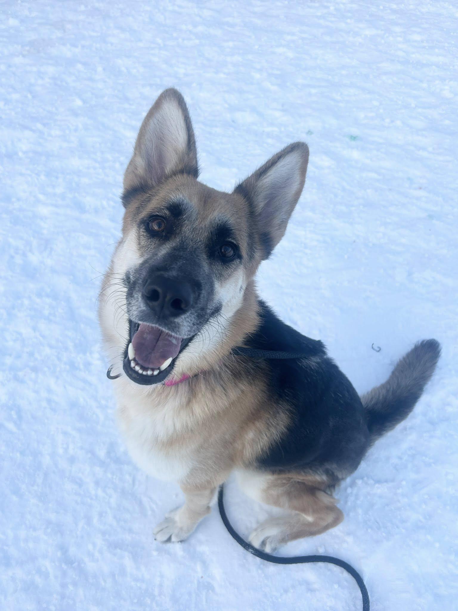 Enlarge Destiny, an adopted mixed breed in Cleveland, OH image 1/5