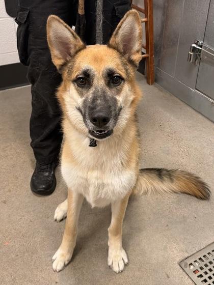 Enlarge Destiny, an adopted mixed breed in Cleveland, OH image 3/5