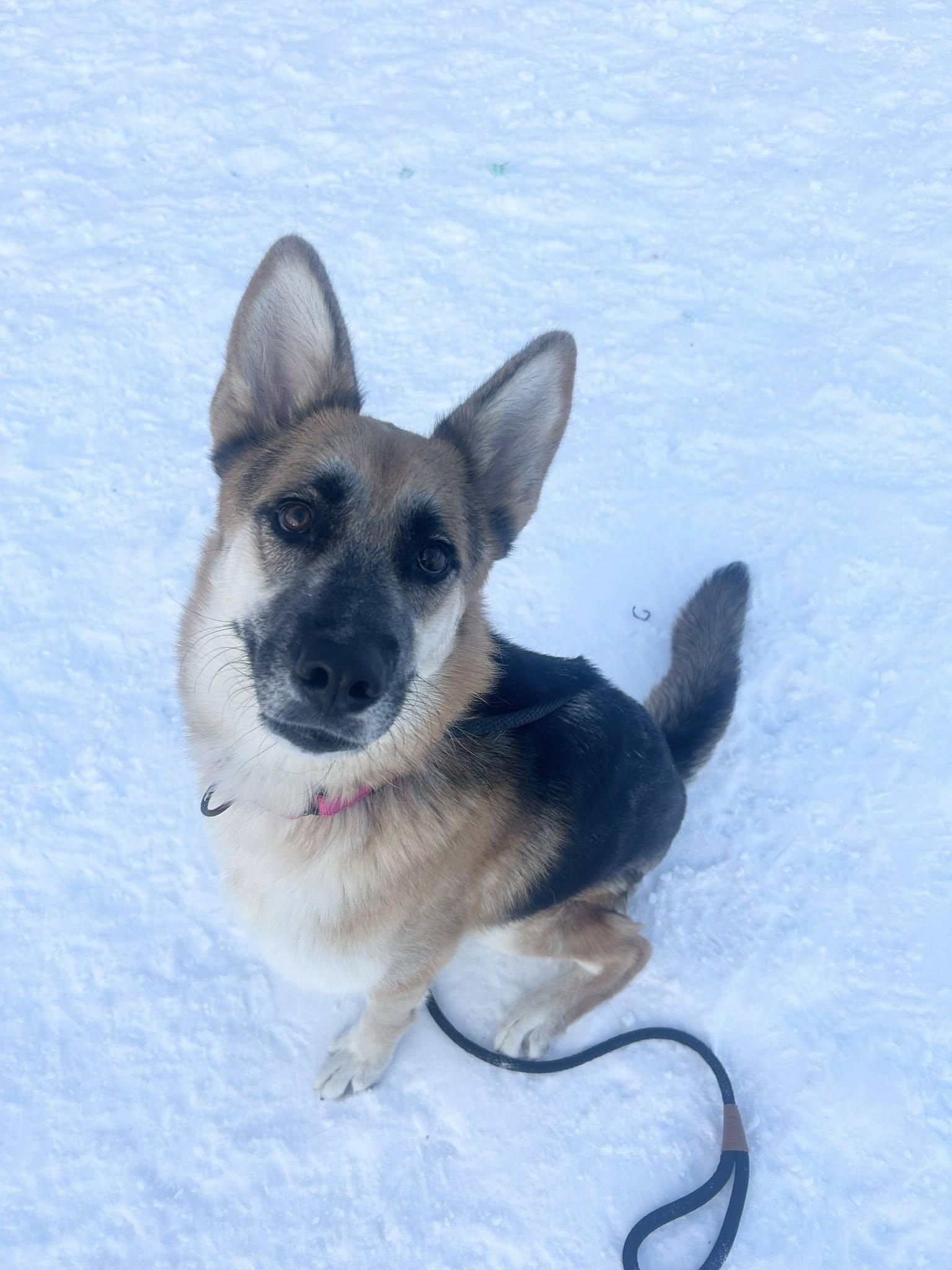 Enlarge Destiny, an adopted mixed breed in Cleveland, OH image 5/5