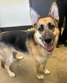 Enlarge Destiny, an adopted mixed breed in Cleveland, OH image 2/5