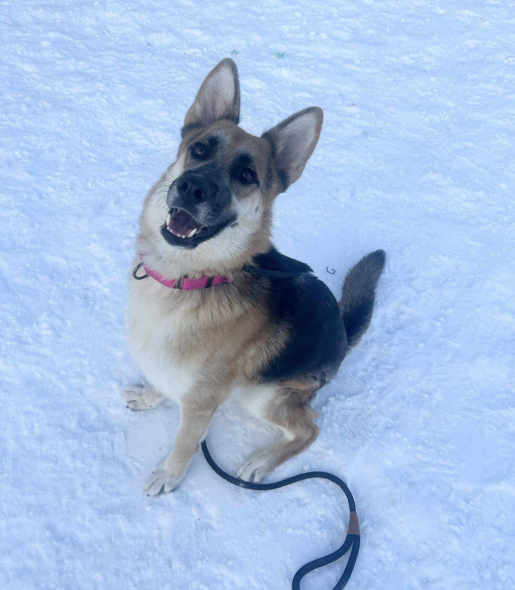 Enlarge Destiny, an adopted mixed breed in Cleveland, OH image 4/5