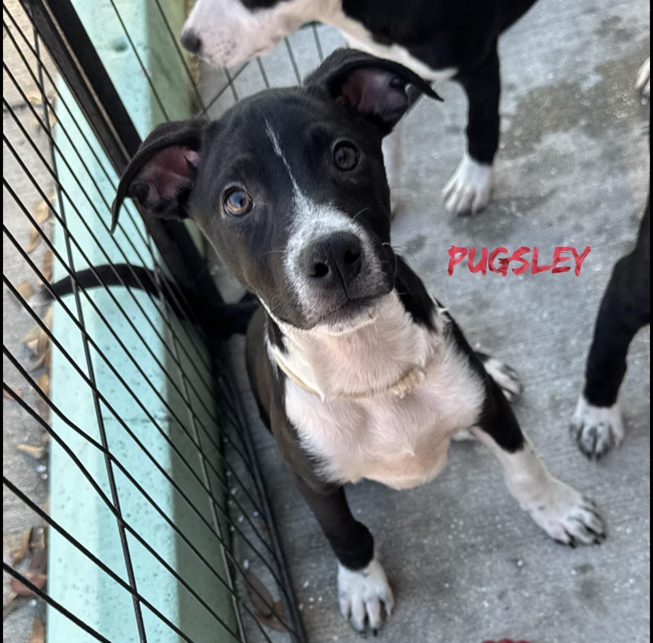Pugsley, Adoptable, Puppy Male Rat Terrier.