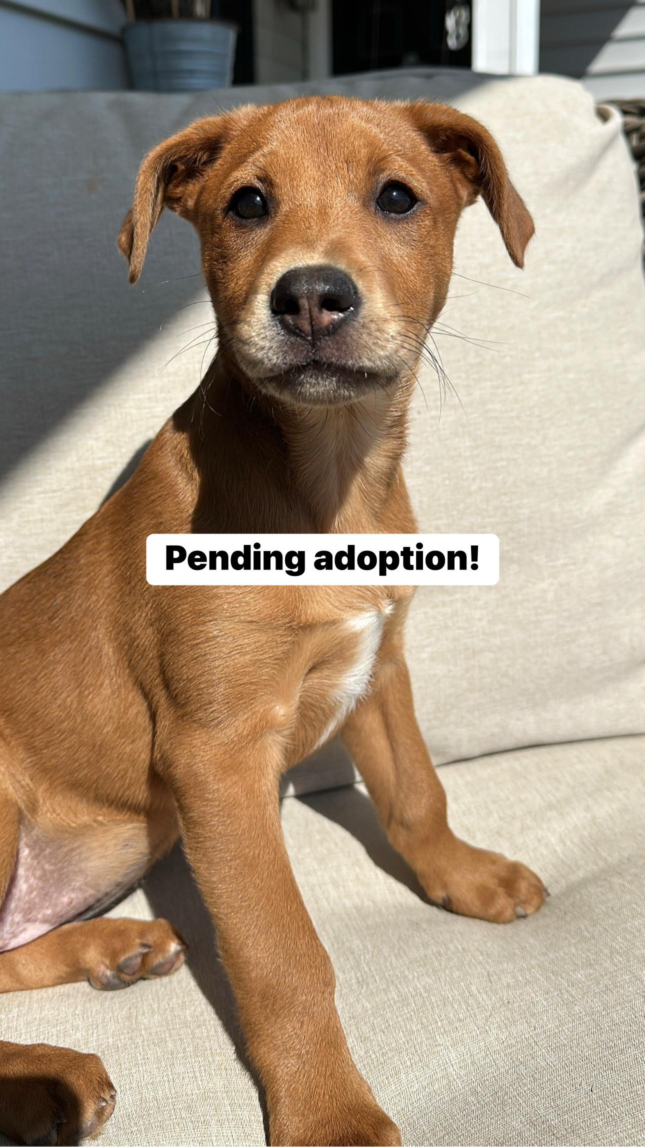 Miso, Adopted, Puppy Female Great Dane.