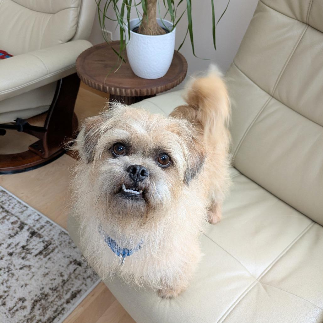 Mac bonded to Denny — thumbnail 2