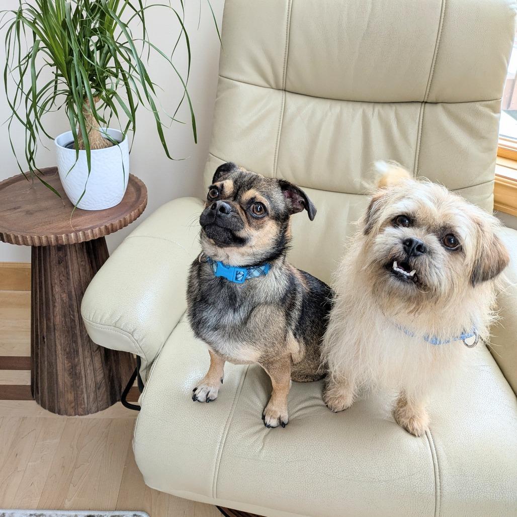 Mac bonded to Denny — thumbnail 3