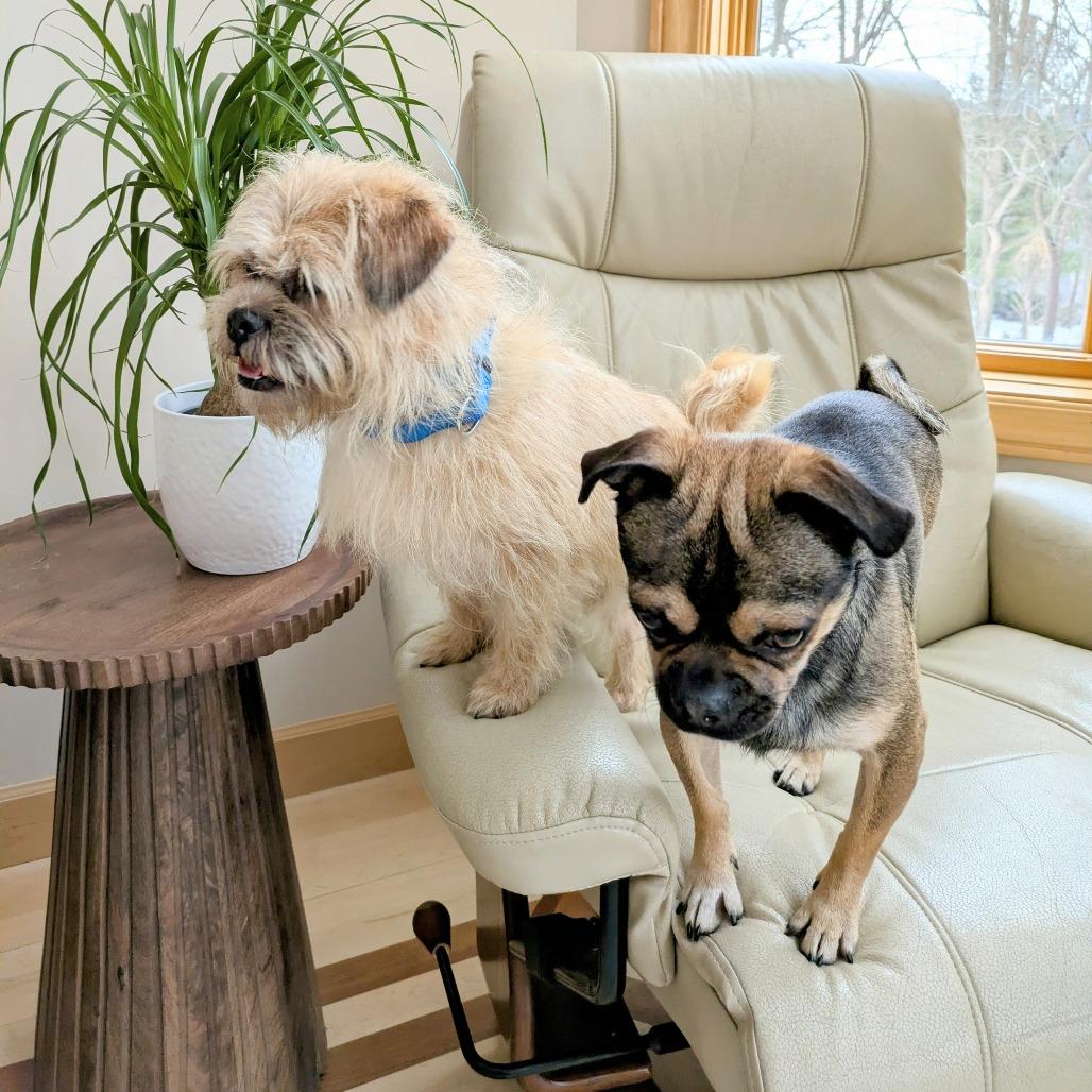 Mac bonded to Denny — thumbnail 5