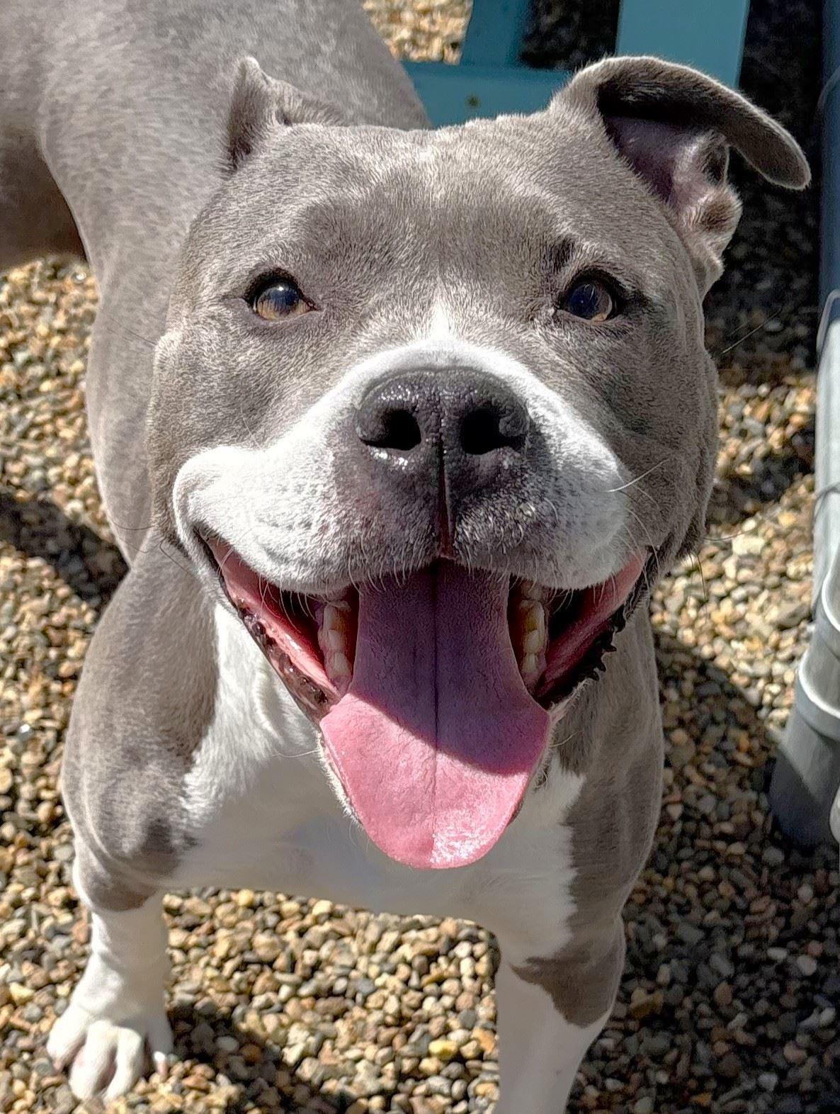 Queen, adopted, Adult Female Pit Bull Terrier.