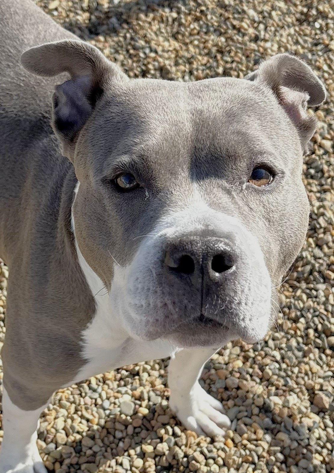 Enlarge Queen, an adopted Pit Bull Terrier in Iowa City, IA image 3/3