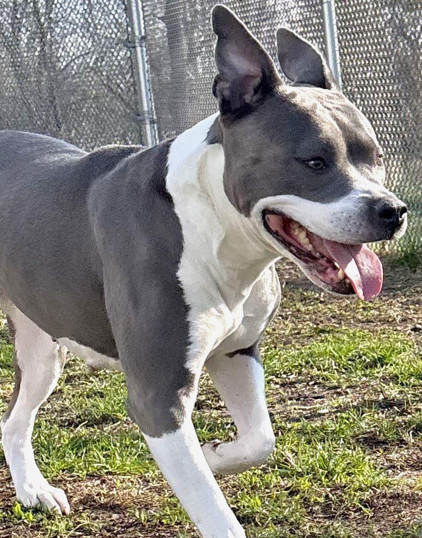Enlarge Queen, an adopted Pit Bull Terrier in Iowa City, IA image 2/3
