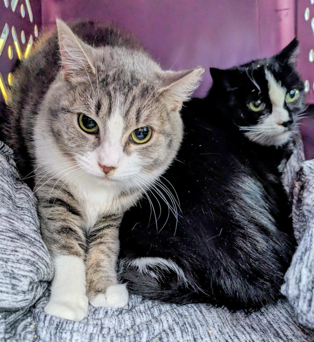 Enlarge Granite, a Adopted Domestic Short Hair in Binghamton, NY image 1/1