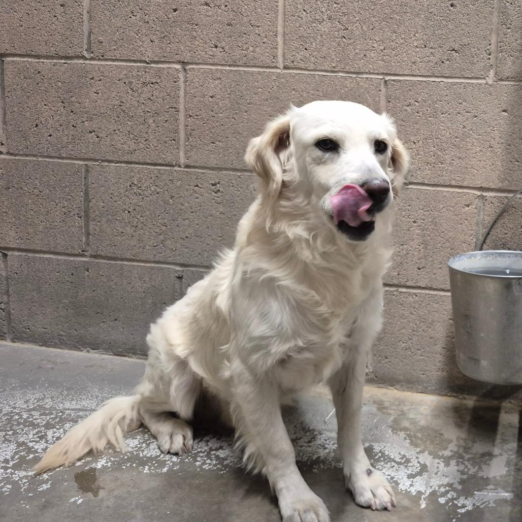Enlarge Locke, a Adoptable mixed breed in Yuma, AZ image 1/1