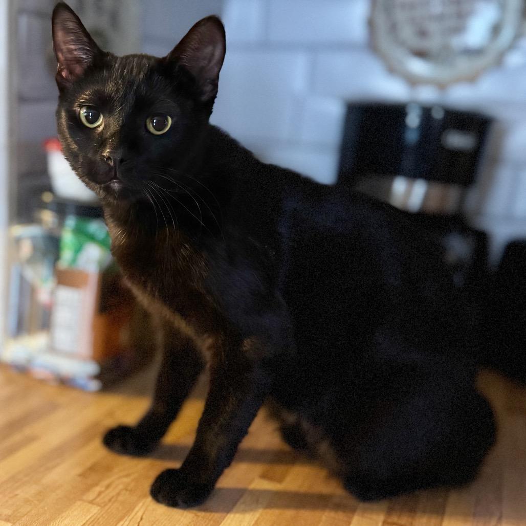 Enlarge Stapleton Cotton, a Adoptable Domestic Short Hair in Rochester, MN image 1/1
