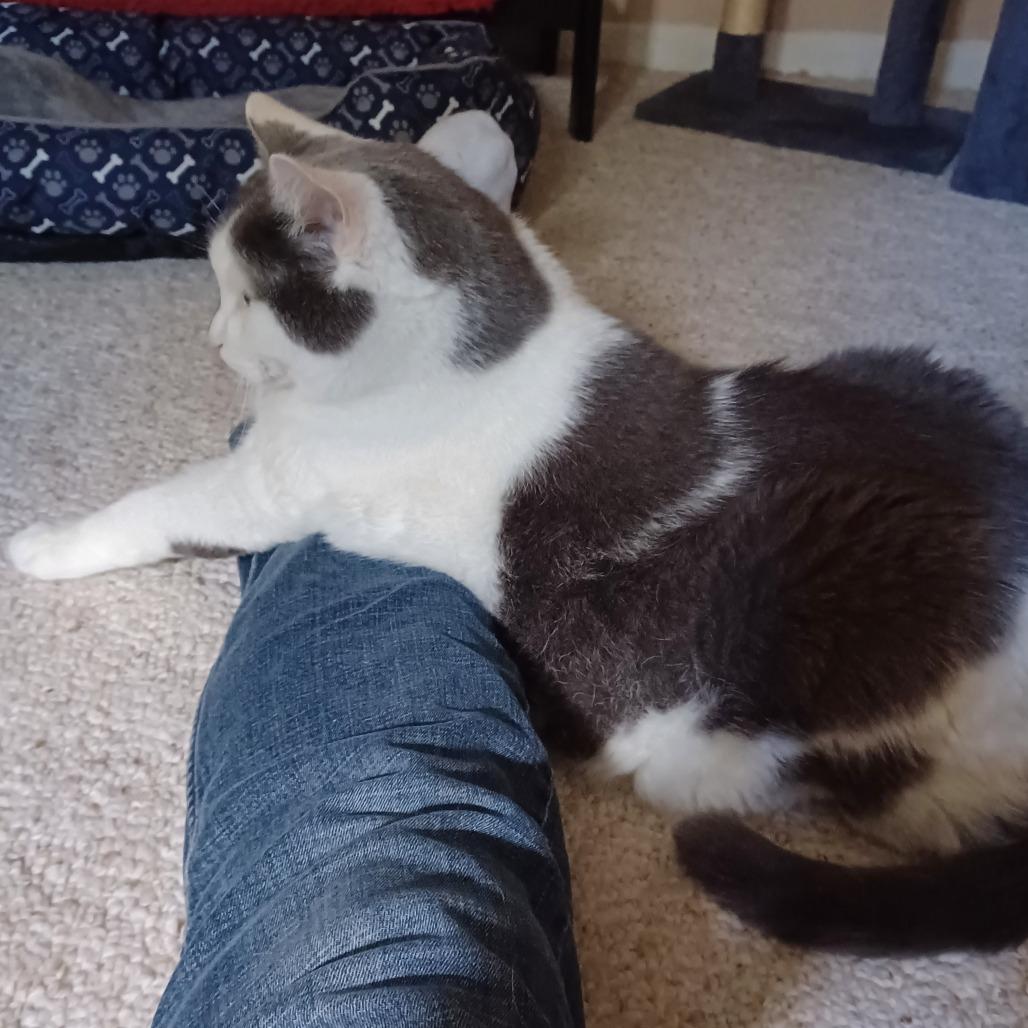 Ted (Bonded to Didda), Adoptable, Senior Male Domestic Short Hair.