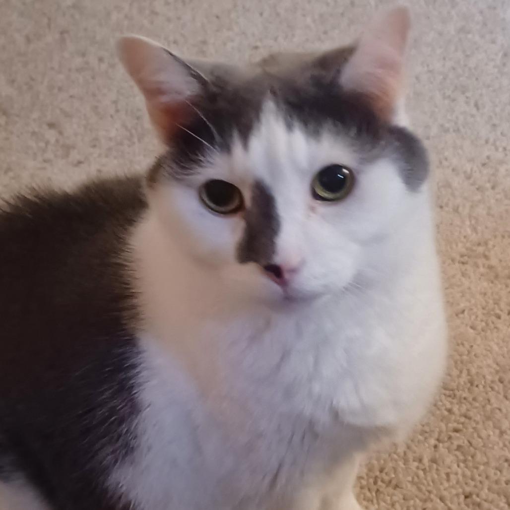 Enlarge Ted (Bonded to Didda), a Adoptable Domestic Short Hair in Louisville, KY image 2/6