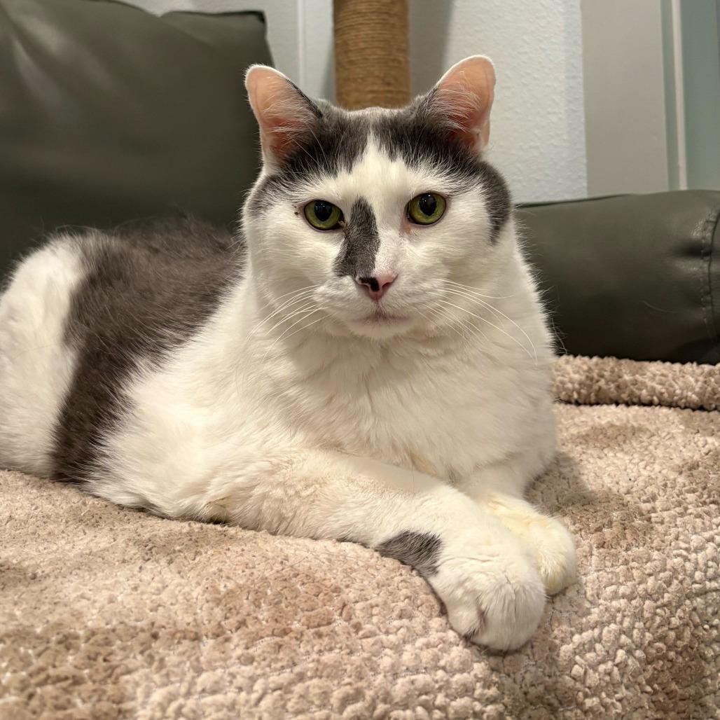 Ted (Bonded to Didda), Adoptable, Senior Male Domestic Short Hair.