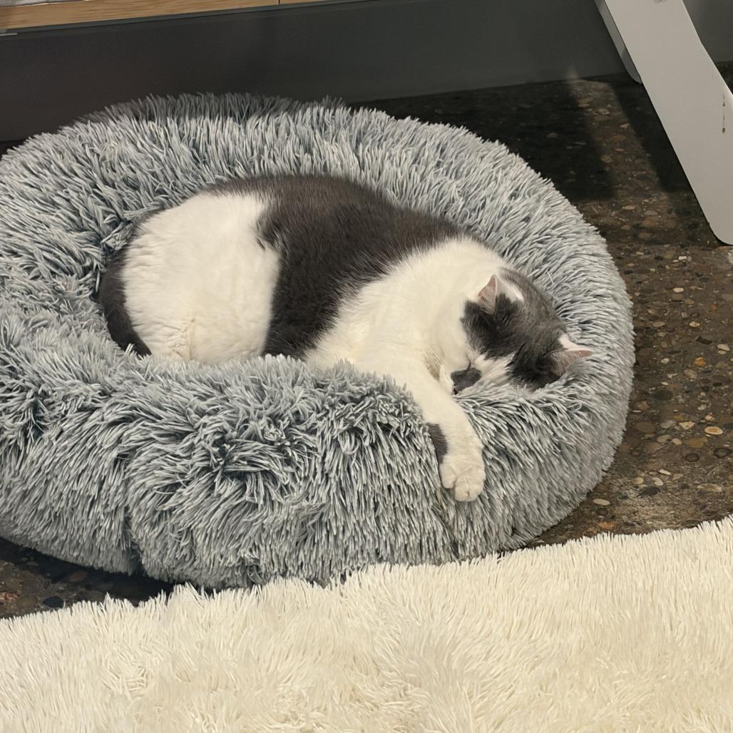 Enlarge Ted (Bonded to Didda), a Adoptable Domestic Short Hair in Louisville, KY image 6/6