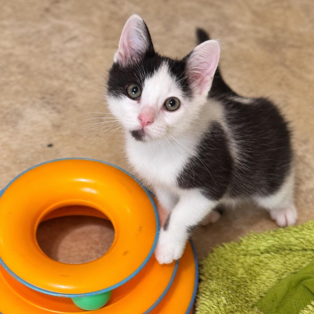 Enlarge Gelato, a Adoptable mixed breed in Cambria, CA image 1/2