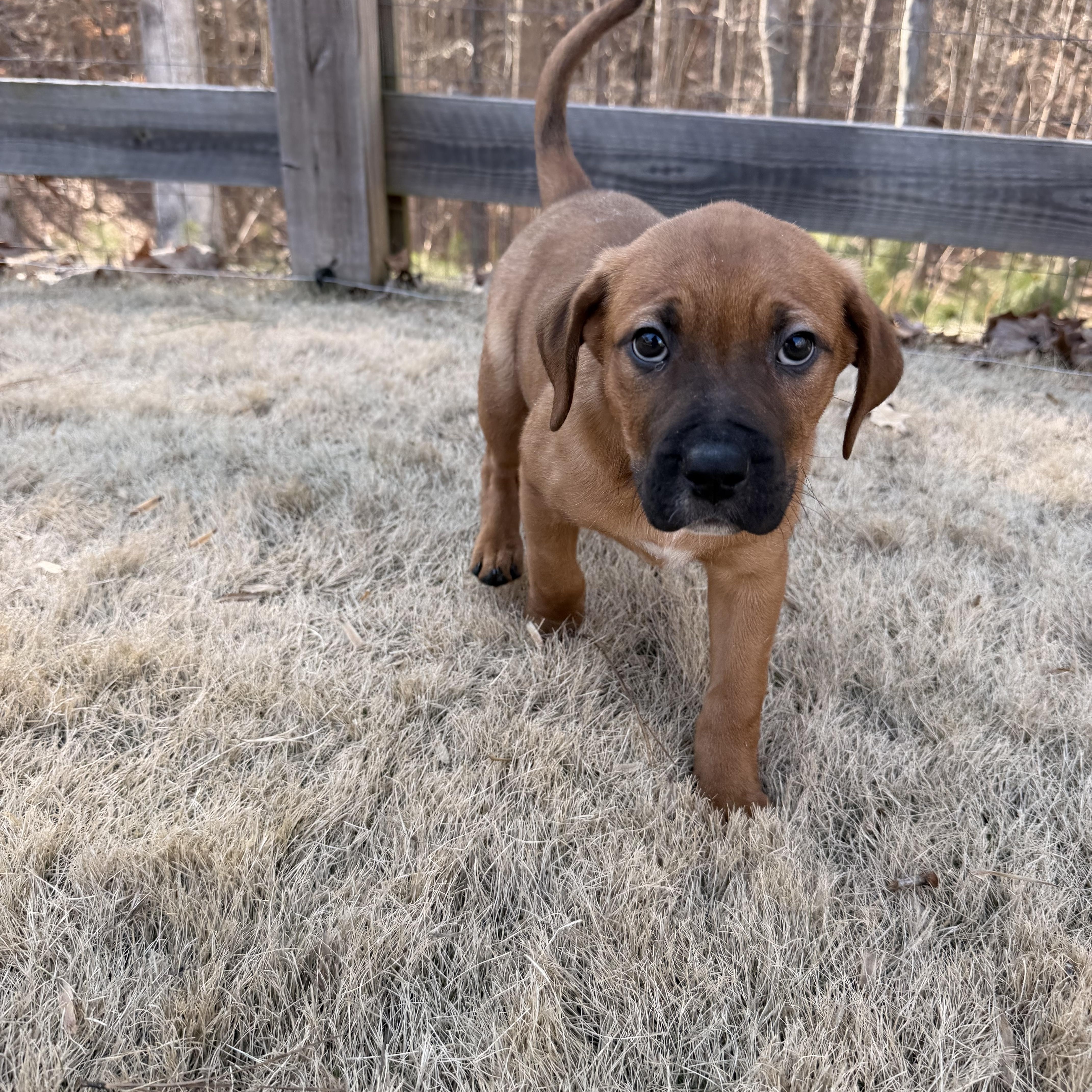 Tommy, an adopted mixed breed in Gainesville, GA image 2/6