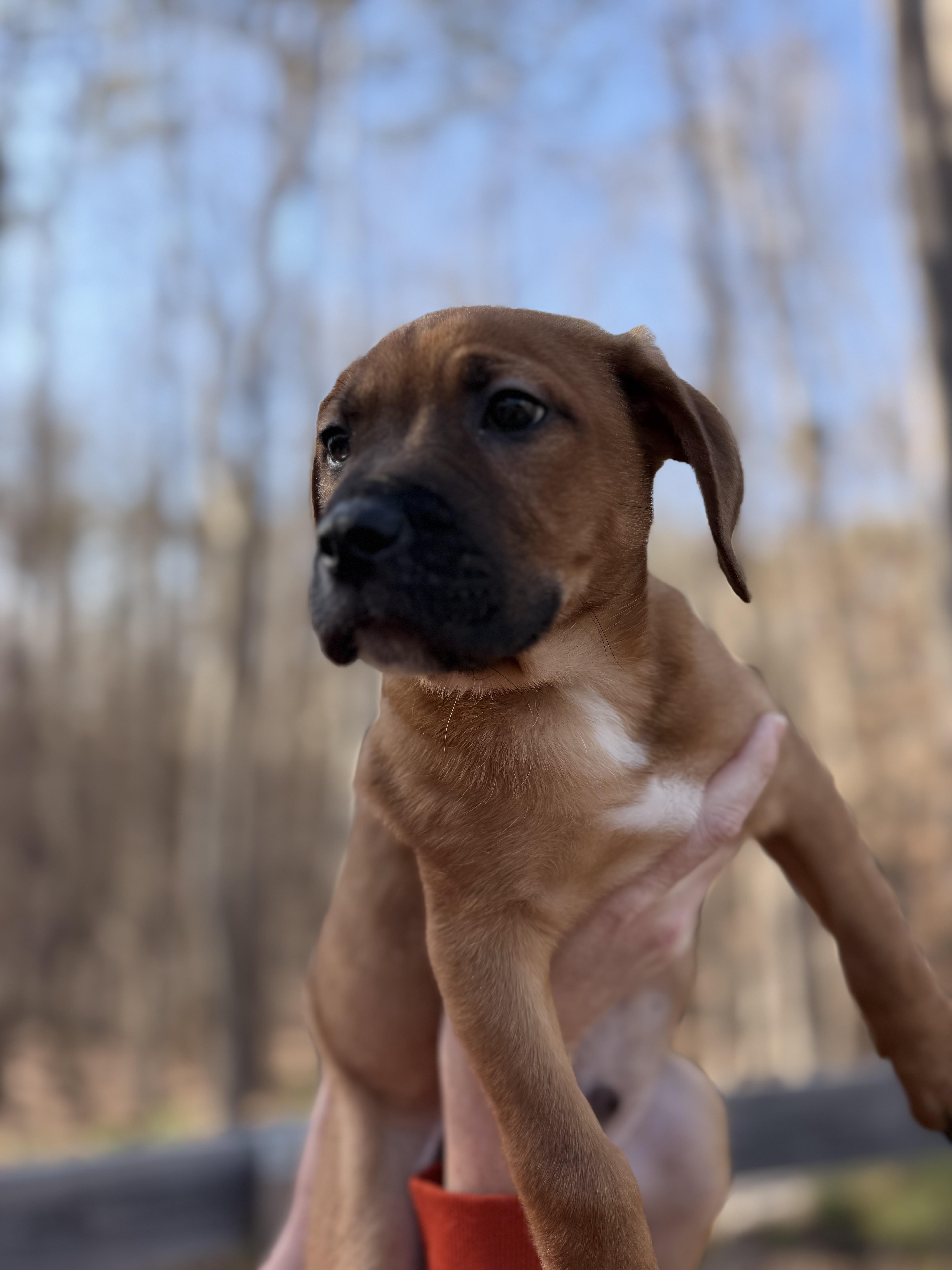 Tommy, an adopted mixed breed in Gainesville, GA image 4/6