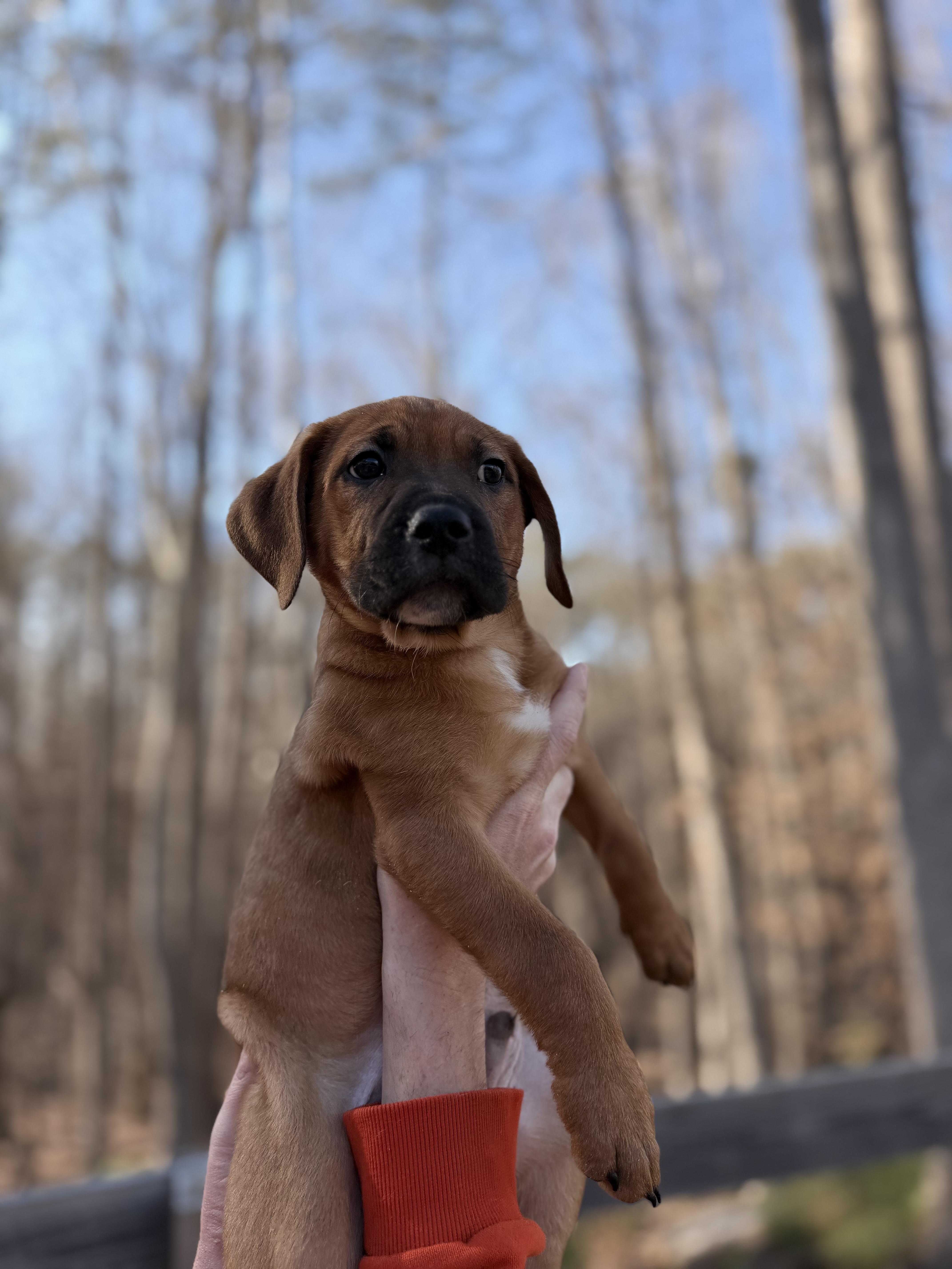 Tommy, an adopted mixed breed in Gainesville, GA image 6/6