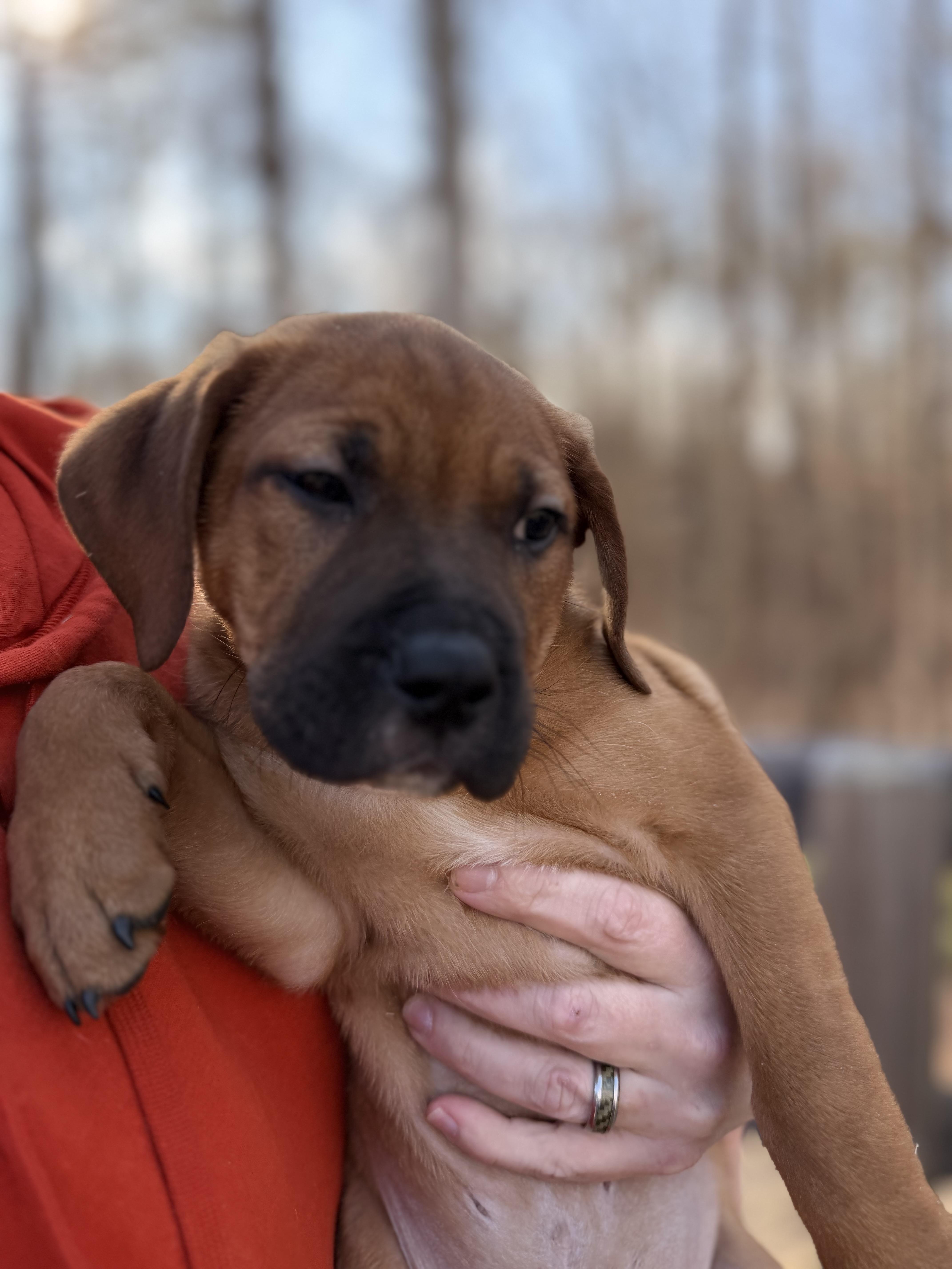 Tommy, an adopted mixed breed in Gainesville, GA image 5/6