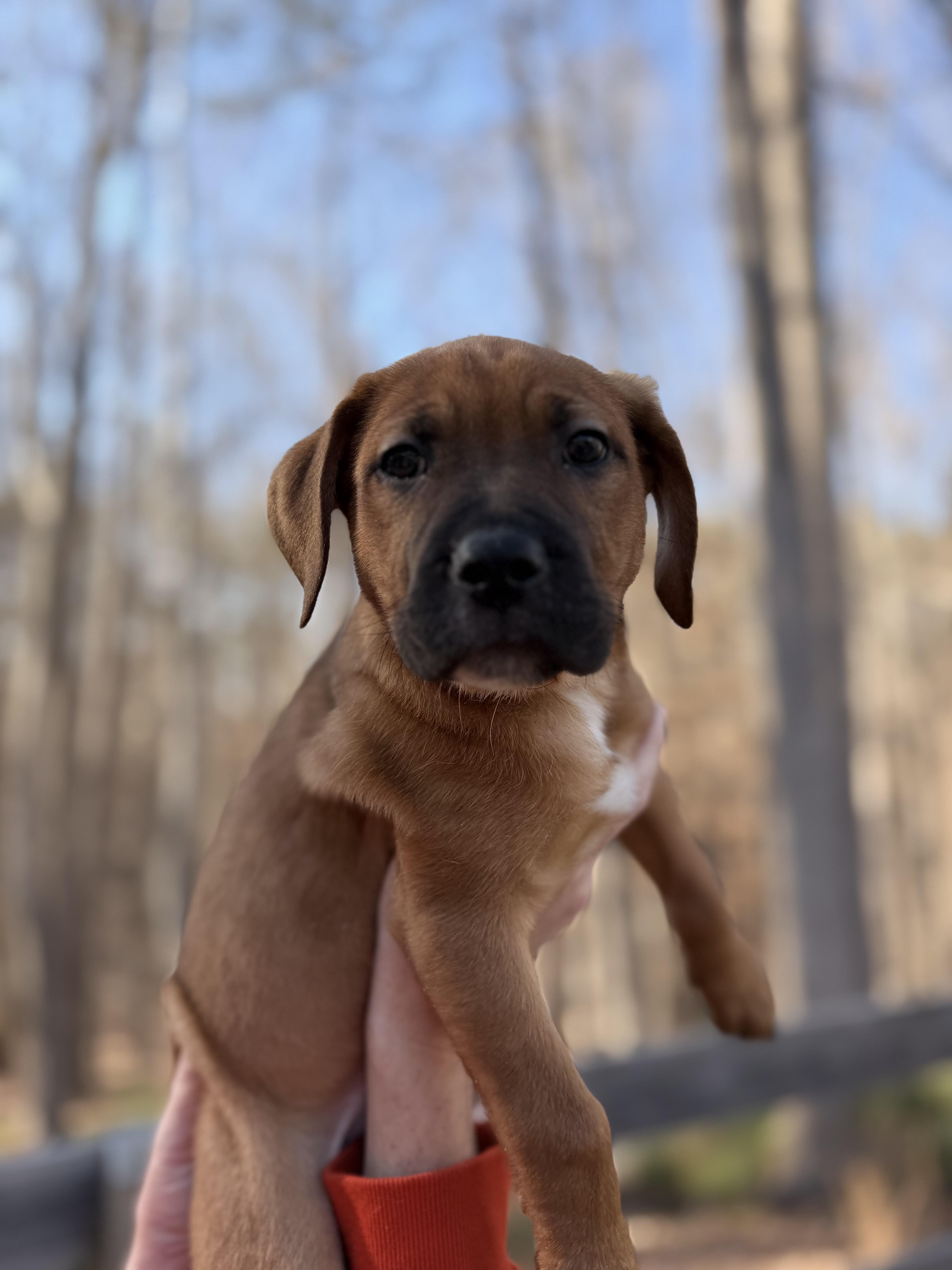 Tommy, an adopted mixed breed in Gainesville, GA image 3/6