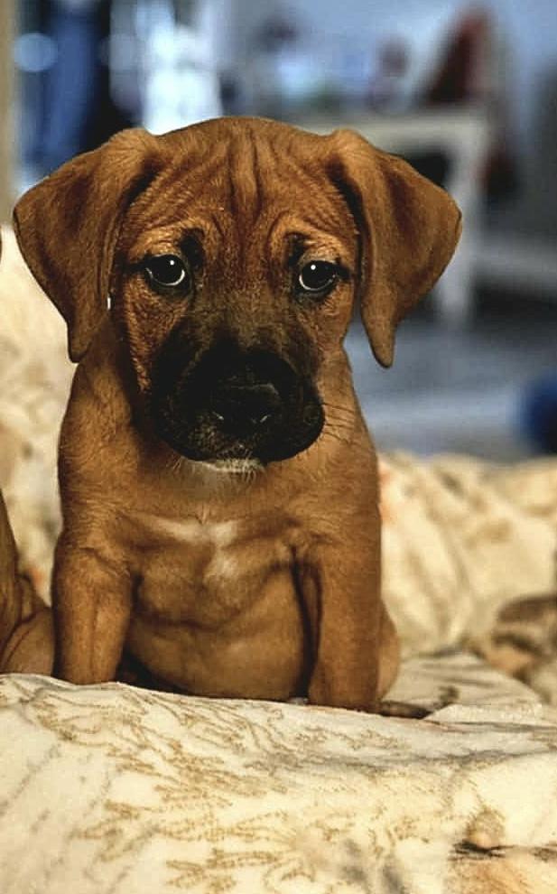 Tommy, an adopted mixed breed in Gainesville, GA image 1/6