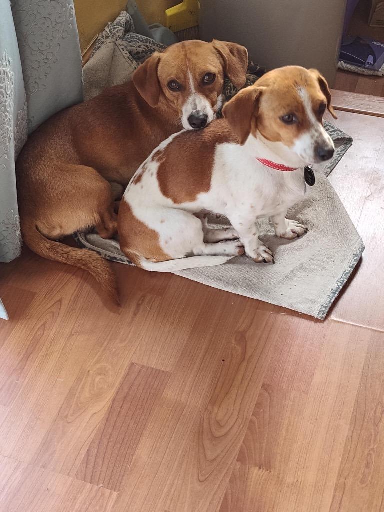 Enlarge Heidi BONDED with Denver, a Adoptable mixed breed in West Bloomfield, MI image 2/5