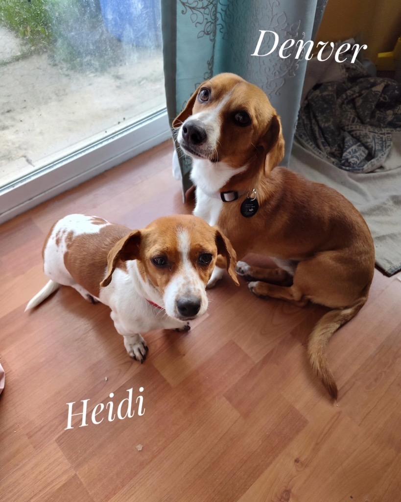 Enlarge Heidi BONDED with Denver, a Adoptable mixed breed in West Bloomfield, MI image 4/5