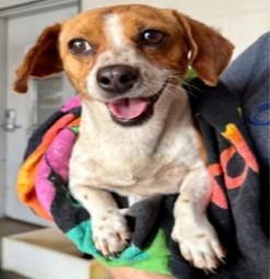 Enlarge Heidi BONDED with Denver, a Adoptable mixed breed in West Bloomfield, MI image 5/5