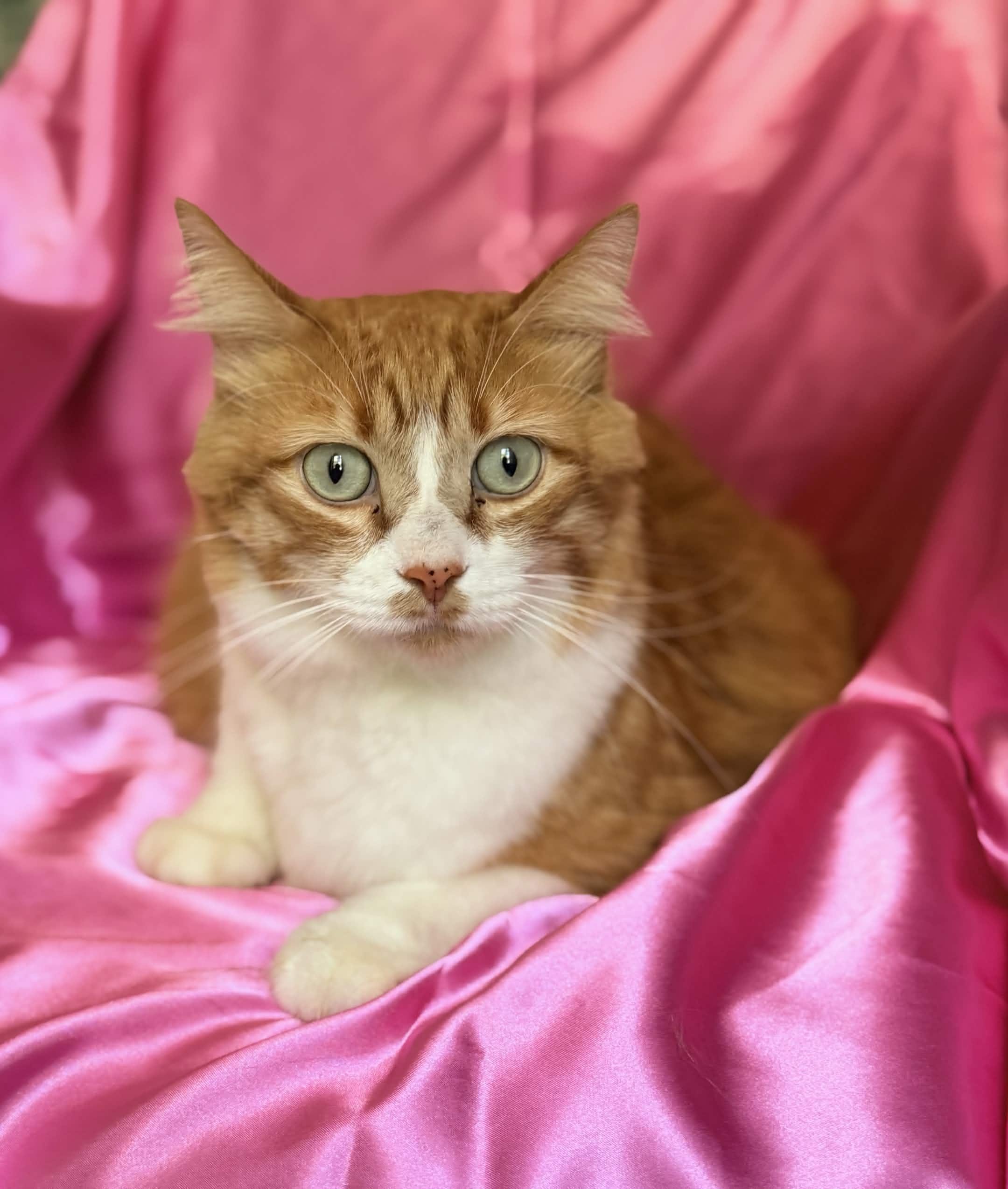 LOLA, ADOPTABLE, Adult Female Maine Coon.