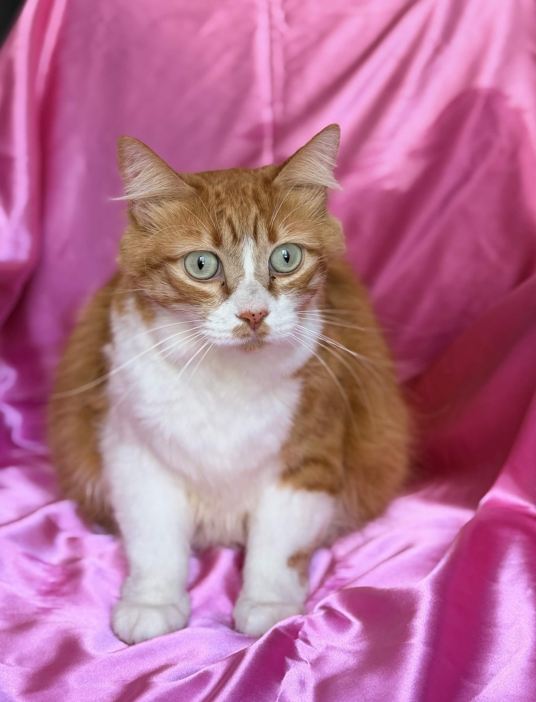 LOLA, a ADOPTABLE Maine Coon in Rowland Heights, CA image 2/2