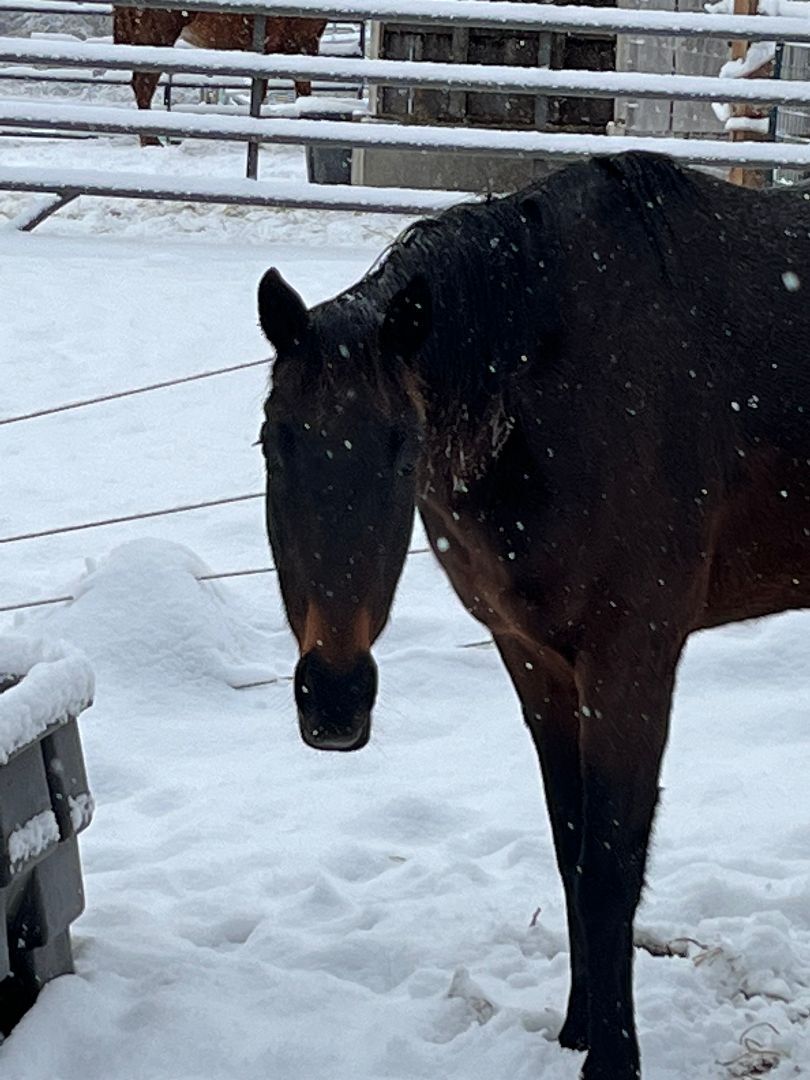 On Line Sweetie, Adoptable, Adult Female Thoroughbred.