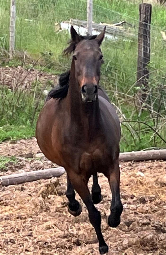 On Line Sweetie, Adoptable, Adult Female Thoroughbred.