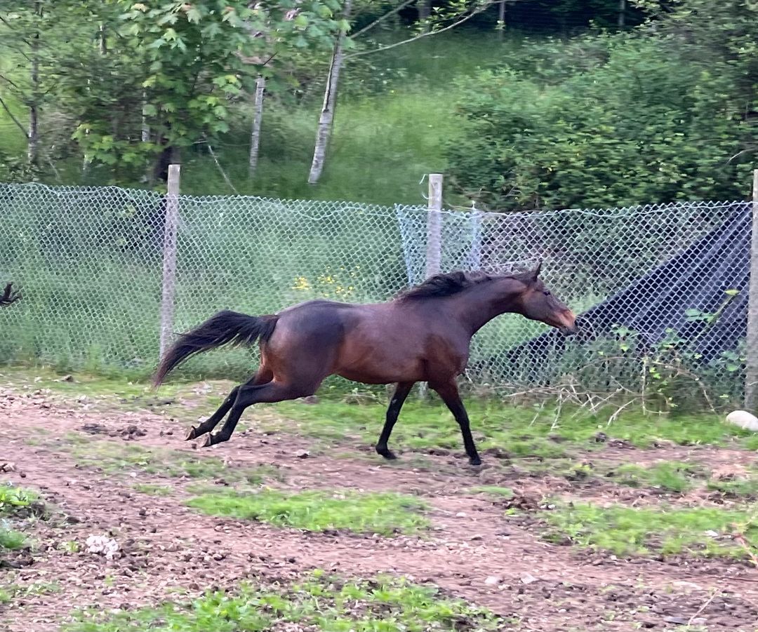 Enlarge On Line Sweetie, a Adoptable Thoroughbred in Quilcene, WA image 3/9