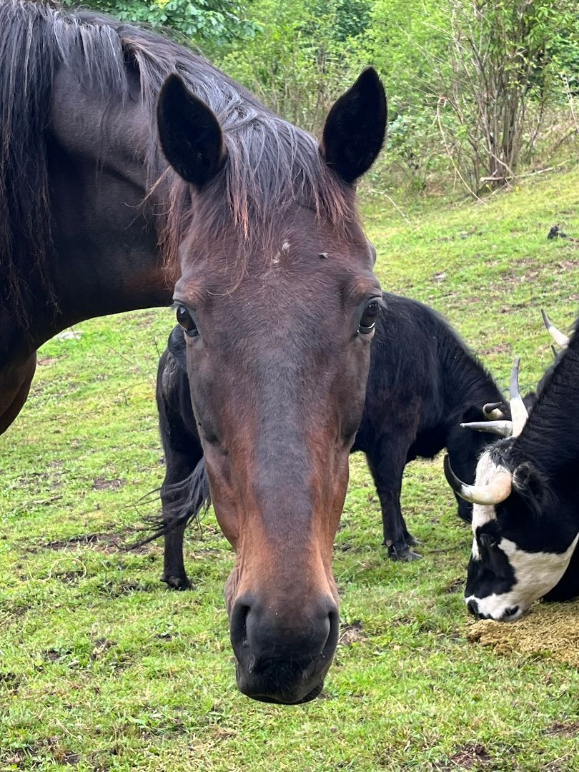 Enlarge On Line Sweetie, a Adoptable Thoroughbred in Quilcene, WA image 4/9