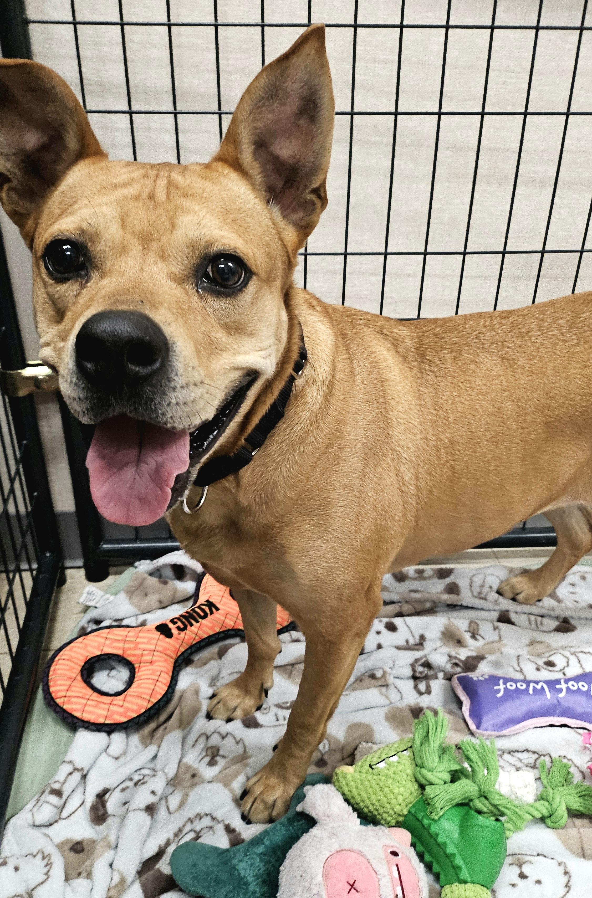 Enlarge Piper, a Adoptable mixed breed in Salem, NH image 2/6