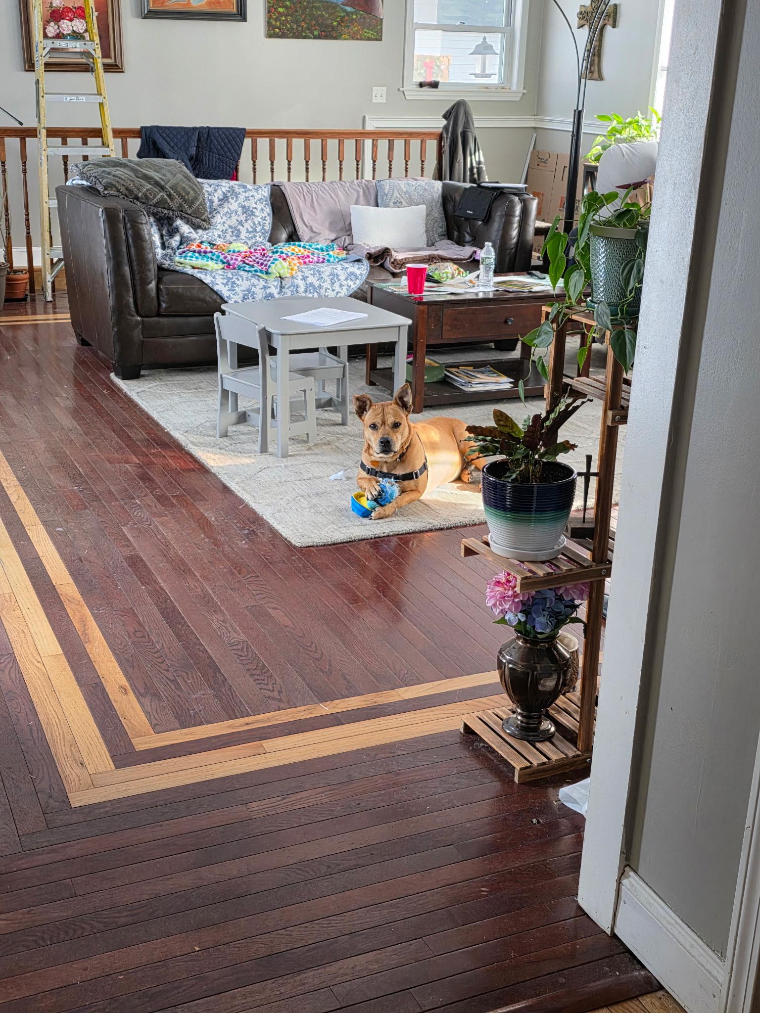 Enlarge Piper, a Adoptable mixed breed in Salem, NH image 5/6